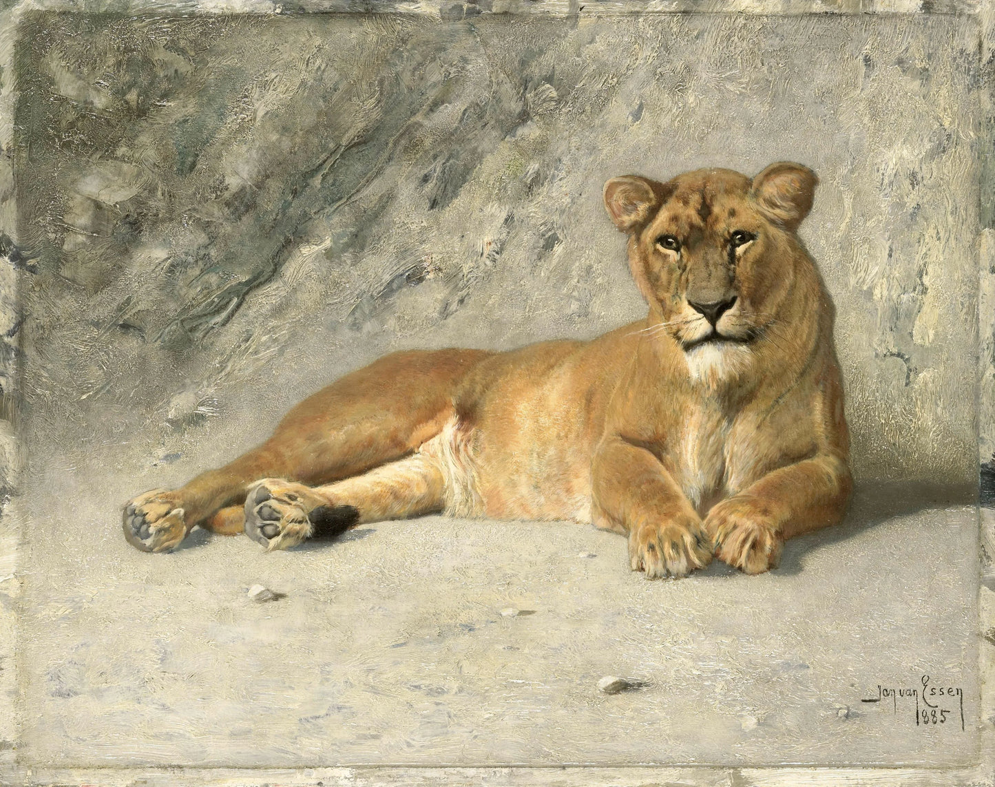 Lioness Resting – Jan van Essen Vintage Animal Study Art Print | Wall Art Poster