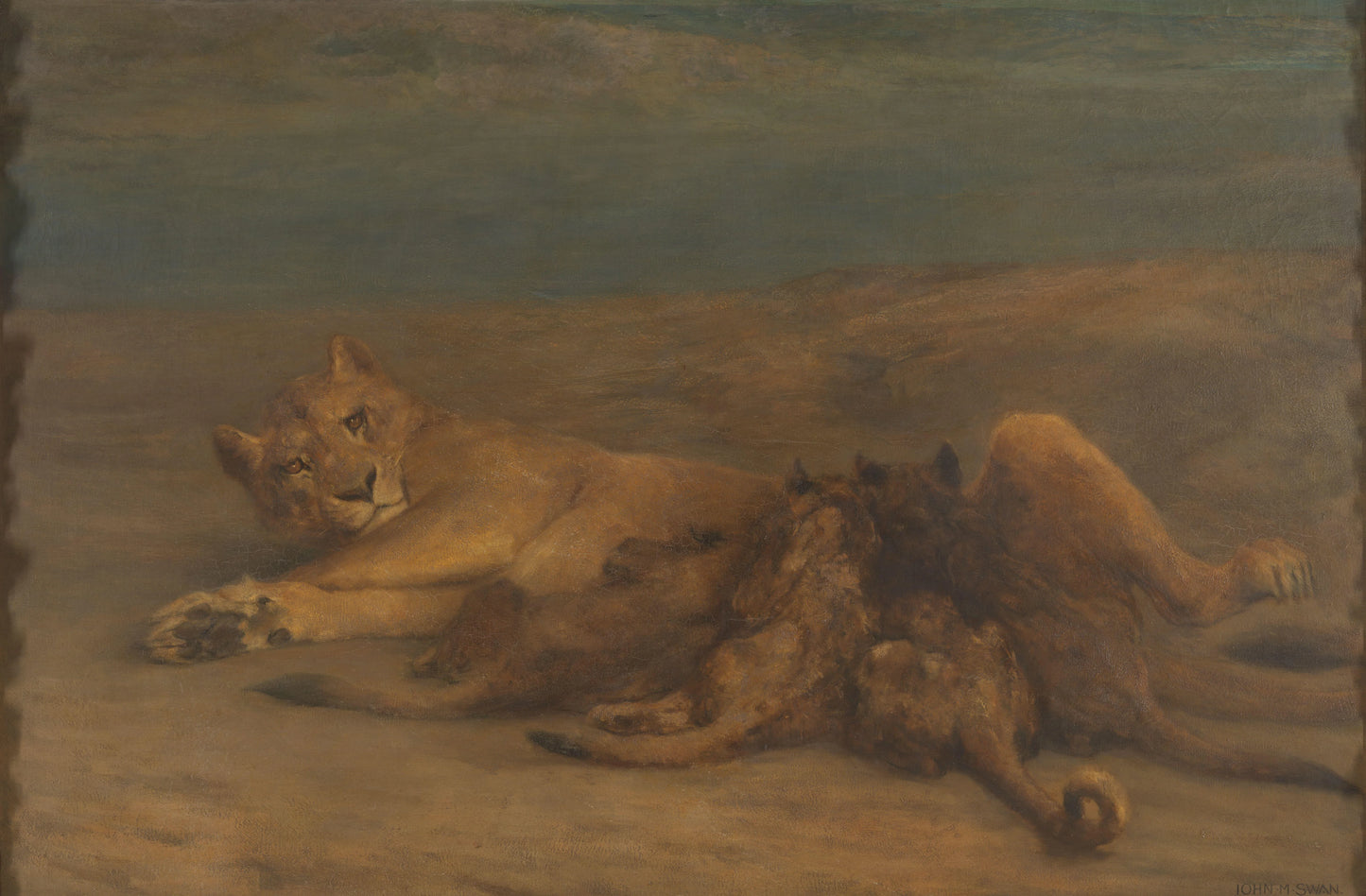 Een leeuwin met vier zogende welpen, genaamd 'Moederliefde' – John Macallan Swan Vintage Animal Study Art Print | Wall Art Poster