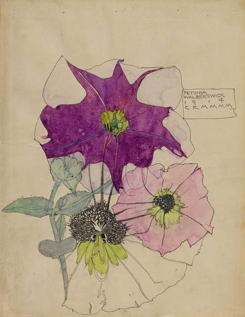 Petunia (Walberswick 1915) Flowers by Charles Rennie Mackintosh and Margaret Macdonald Mackintosh, beautiful print