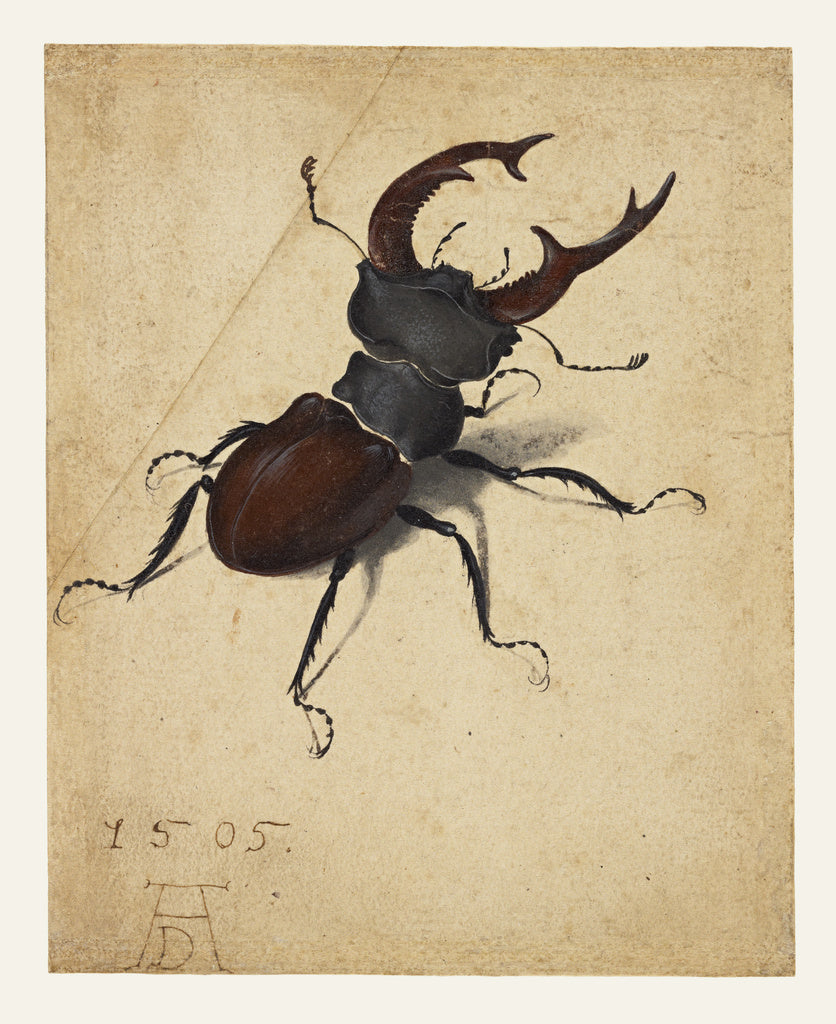 Albrecht Dürer:Stag Beetle, Poster Print Wall Art