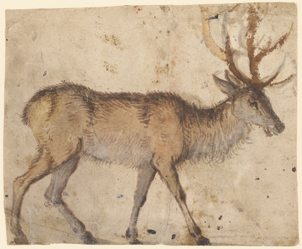 Lucas Cranach the Elder:Study of a Stag (recto); Study of Go, Poster Print Wall Art