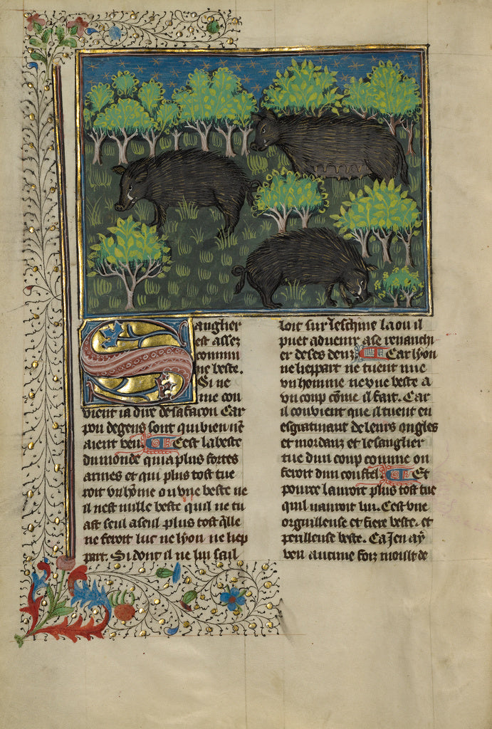Unknown:Wild Boars, Poster Print Wall Art