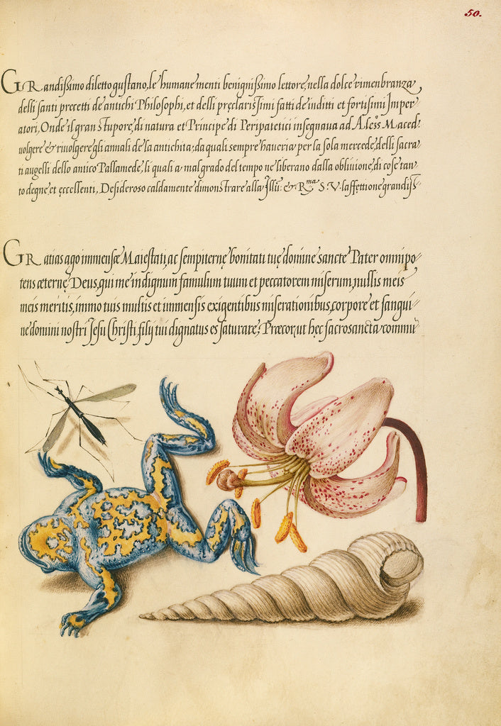 Joris Hoefnagel:Water Gnat, Martagon Lily, Yellow-Bellied To, Poster Print Wall Art