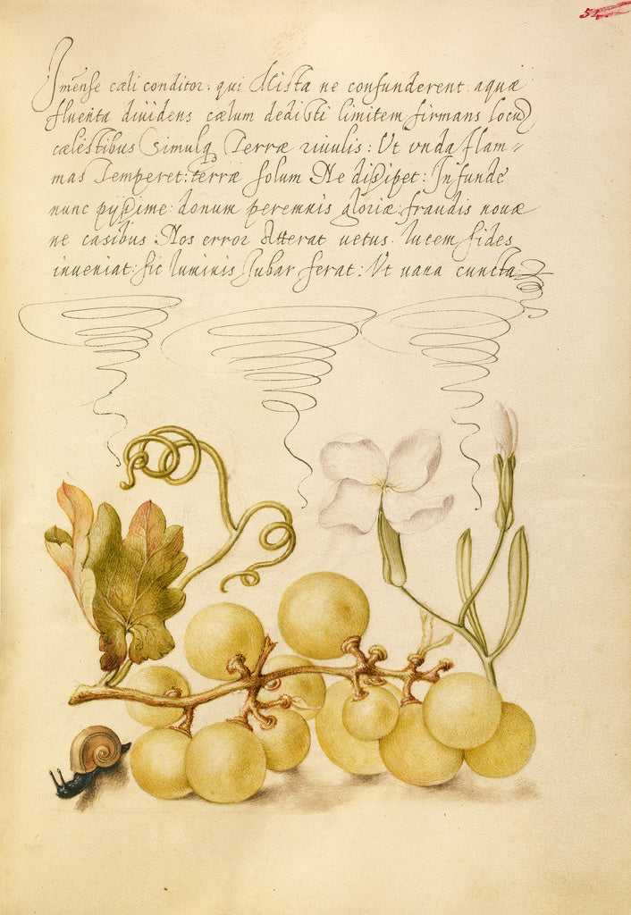 Joris Hoefnagel:Wine Grape, Gillyflower, and Land Snail, Poster Print Wall Art