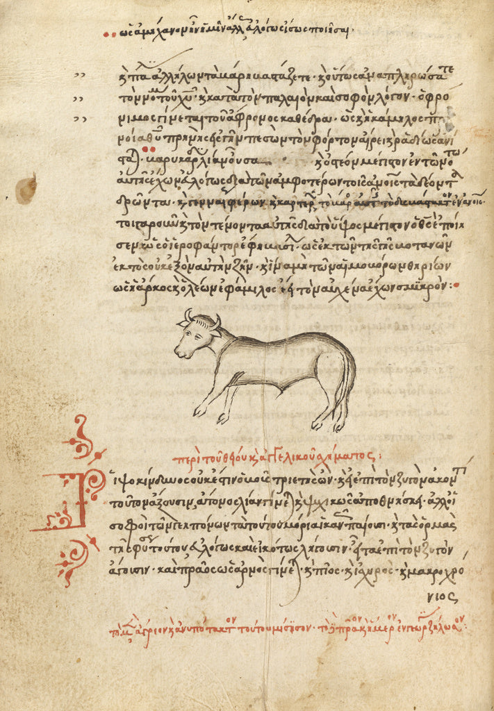 Unknown:An Ox, Poster Print Wall Art