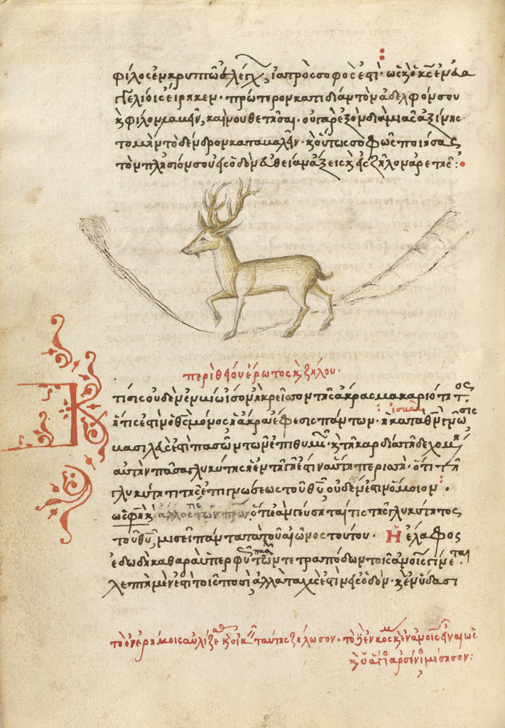 Unknown Artist:A Stag, Poster Print Wall Art