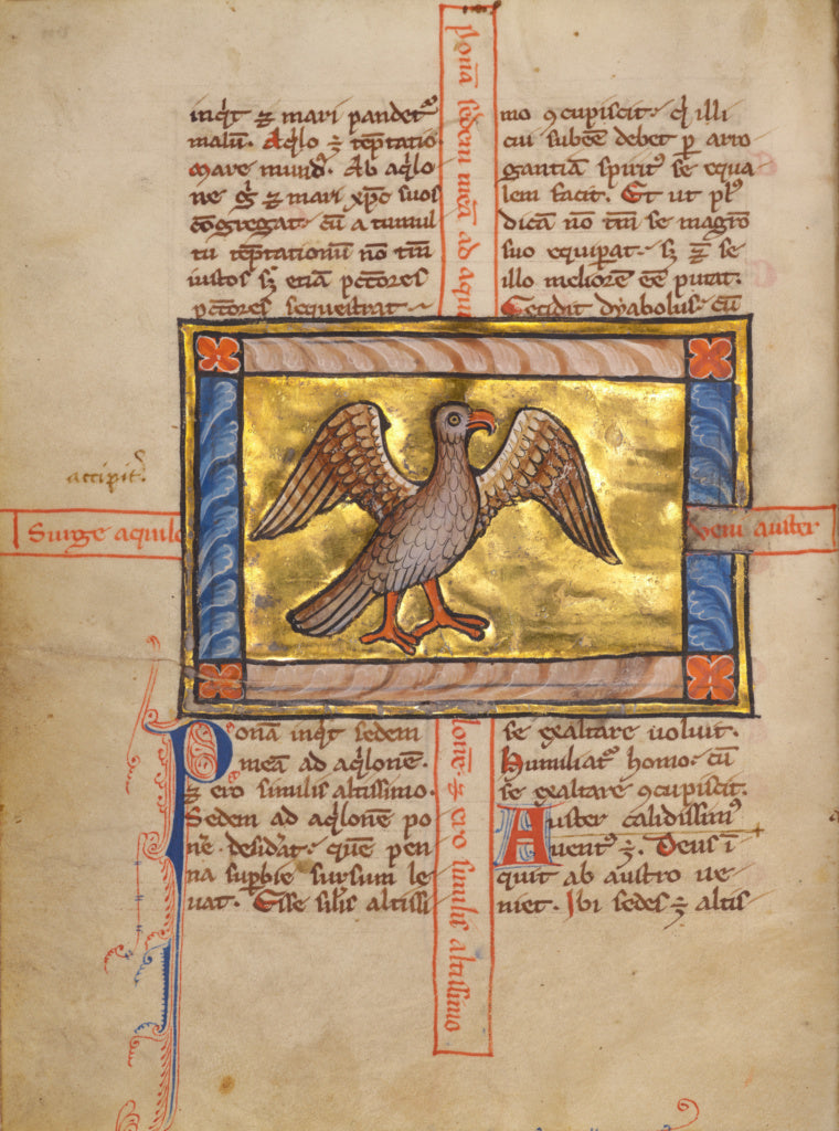 Unknown Artist:A Falcon, Poster Print Wall Art