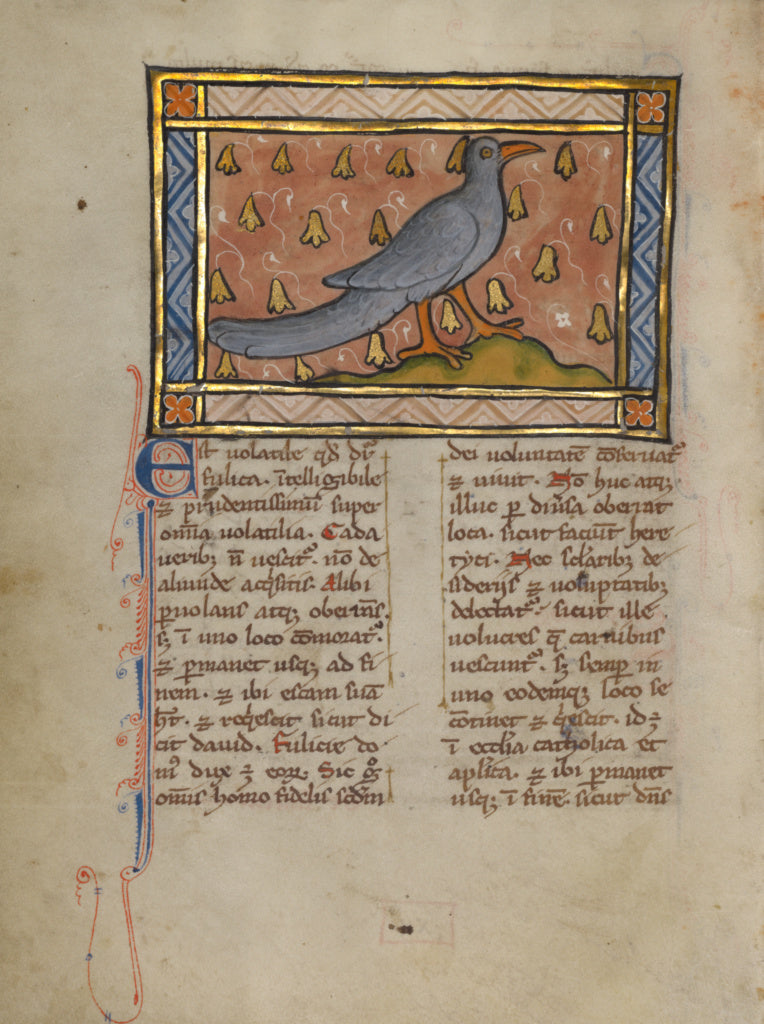 Unknown:A Water Fowl, Poster Print Wall Art