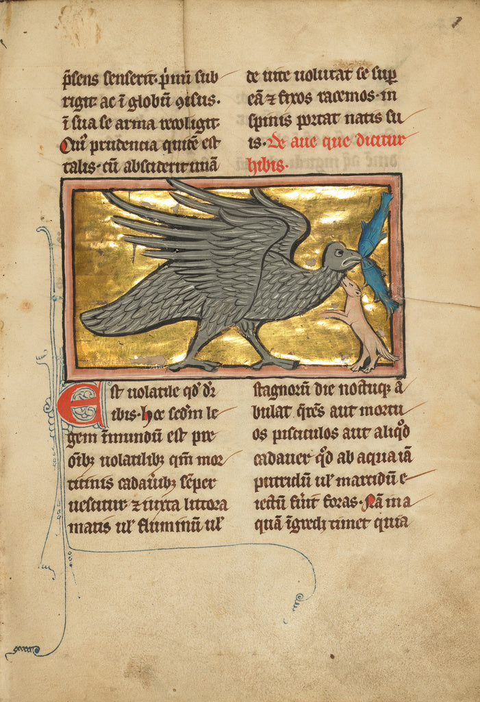 Unknown:An Ibis with Two Fish in its Beak, Poster Print Wall Art