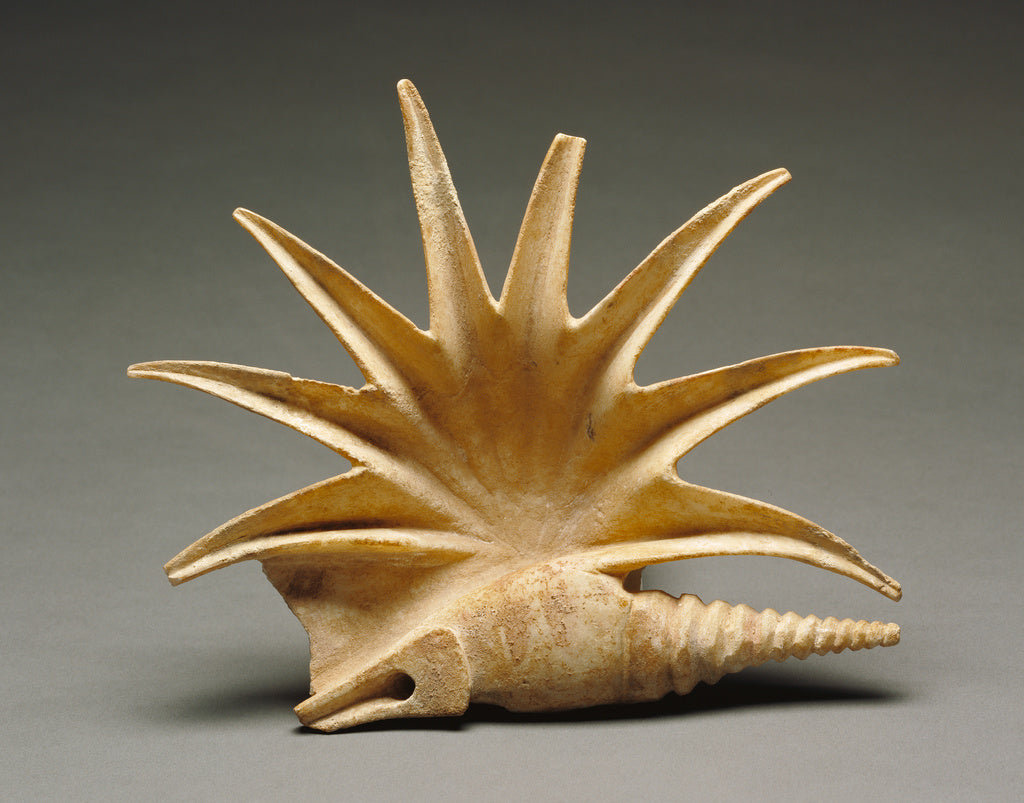 Unknown:Shell, Poster Print Wall Art