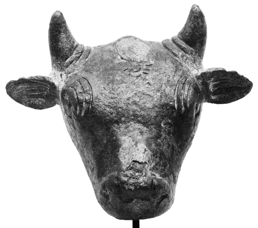 Unknown:Head of a Bull, Poster Print Wall Art