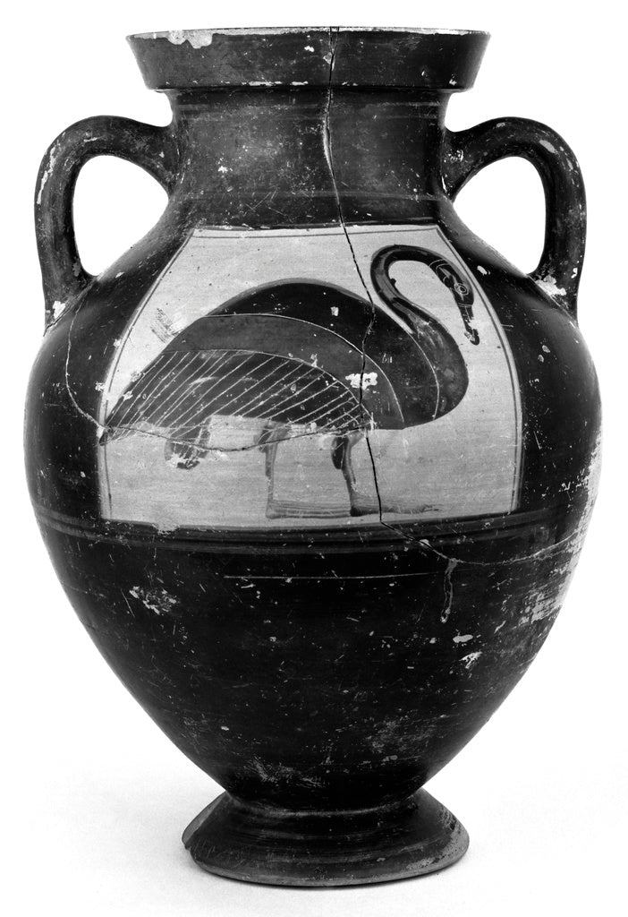 Unknown Artist:Attic Black-Figure Amphora, Poster Print Wall Art