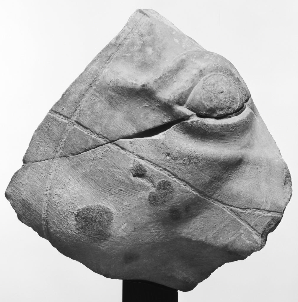 Unknown:Fragment of a Relief of a Horse's Head, Poster Print Wall Art