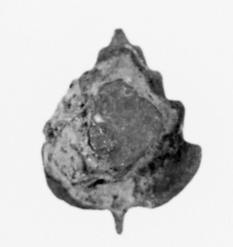 Unknown:Leaf Button or Attachment, Poster Print Wall Art
