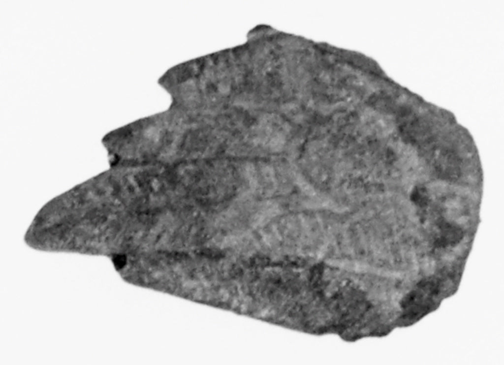 Unknown:Fragment of a Feathered Wing,16x12"(A3)Poster