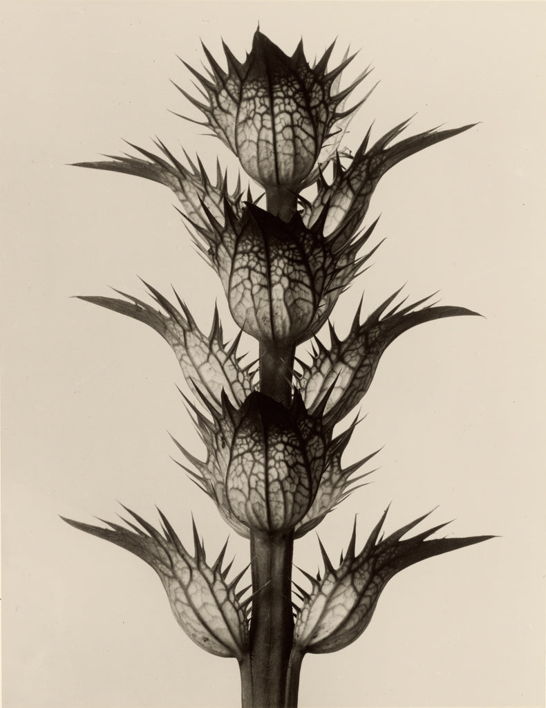 Karl Blossfeldt:Acanthus mollis, Poster Print Wall Art