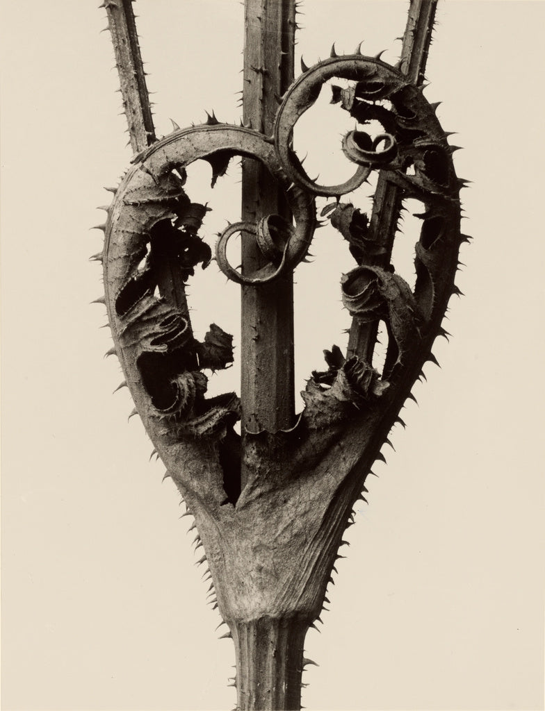 Karl Blossfeldt:Dipsacus laciniatus, Poster Print Wall Art