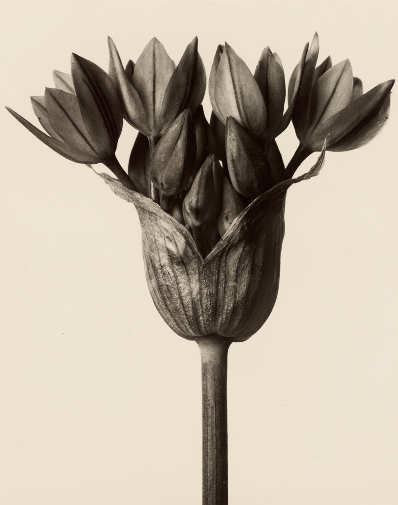 Karl Blossfeldt:Allium ostrowskianum, Knoblauchpflanze, Poster Print Wall Art