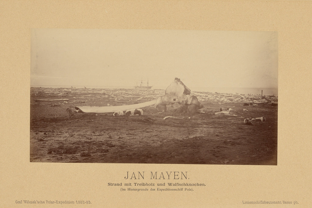 Richard Basso:Jan Mayen, Strand mit Treibholz und Walfischk, Poster Print Wall Art