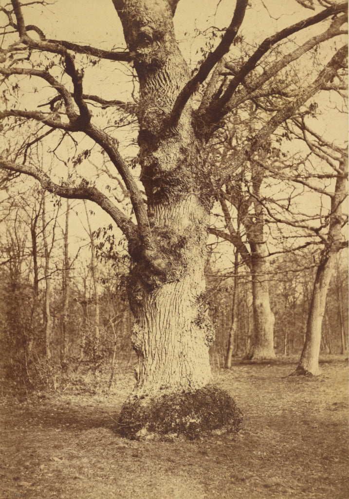 Comte Olympe Aguado:Gros Chene au Bois de Boulogne, Poster Print Wall Art