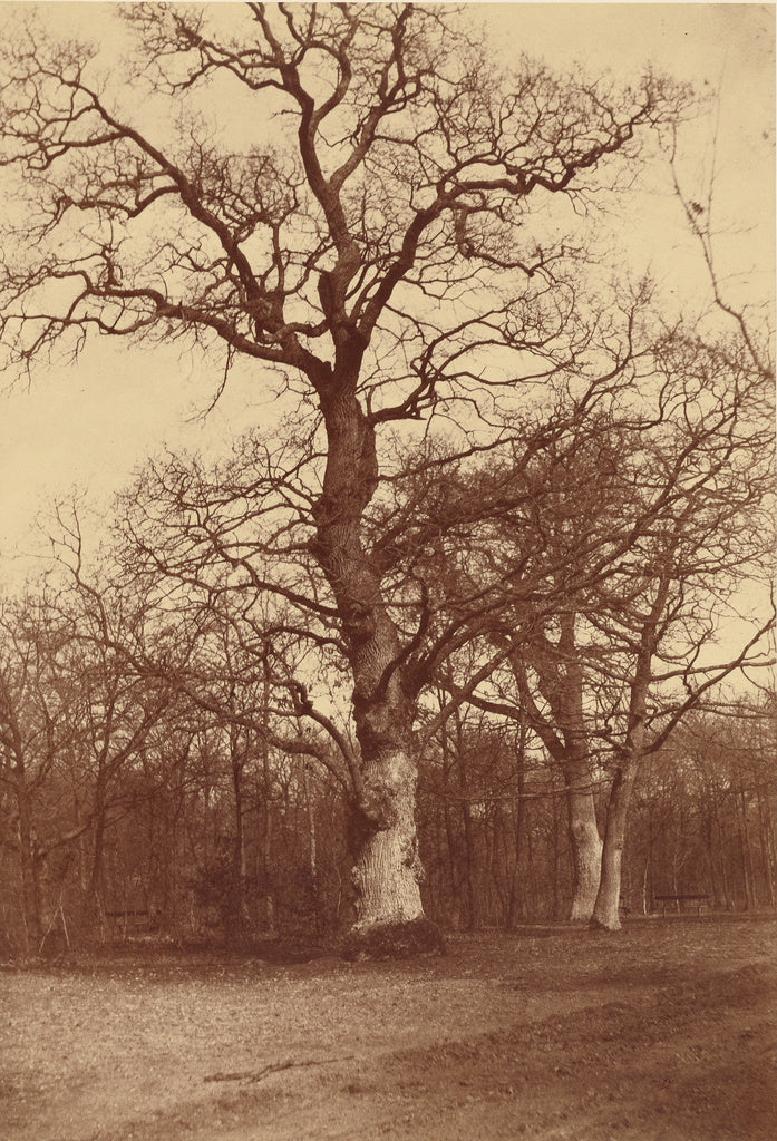 Comte Olympe Aguado:Study of Trees, Bois de Boulogne, Poster Print Wall Art