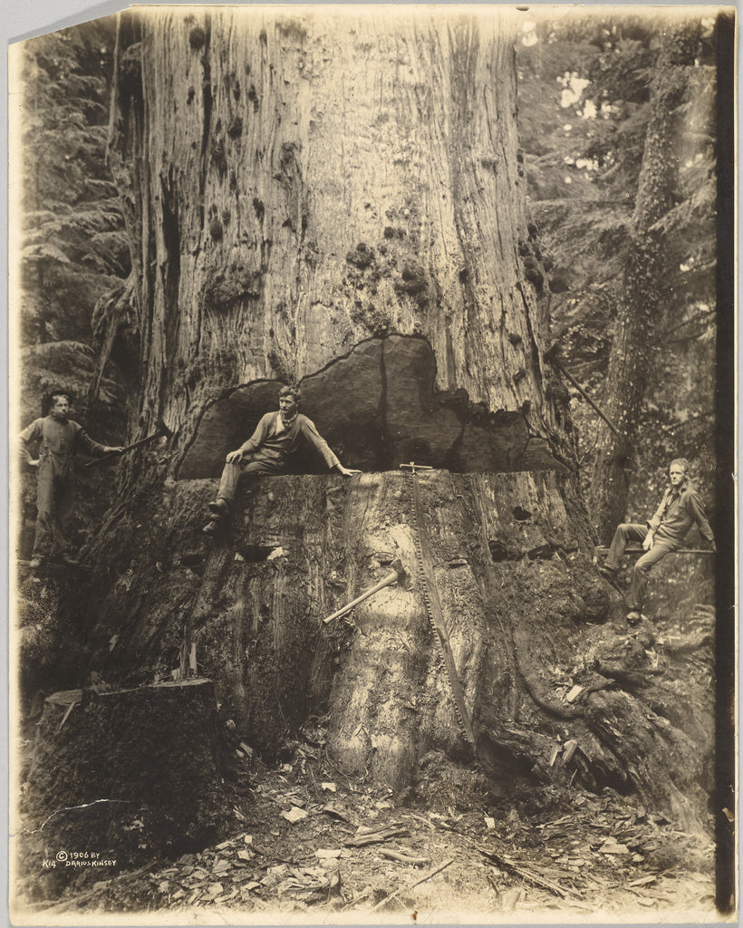 Darius Kinsey:Felling Cedar Tree Thirty Miles East of Seattl, Poster Print Wall Art