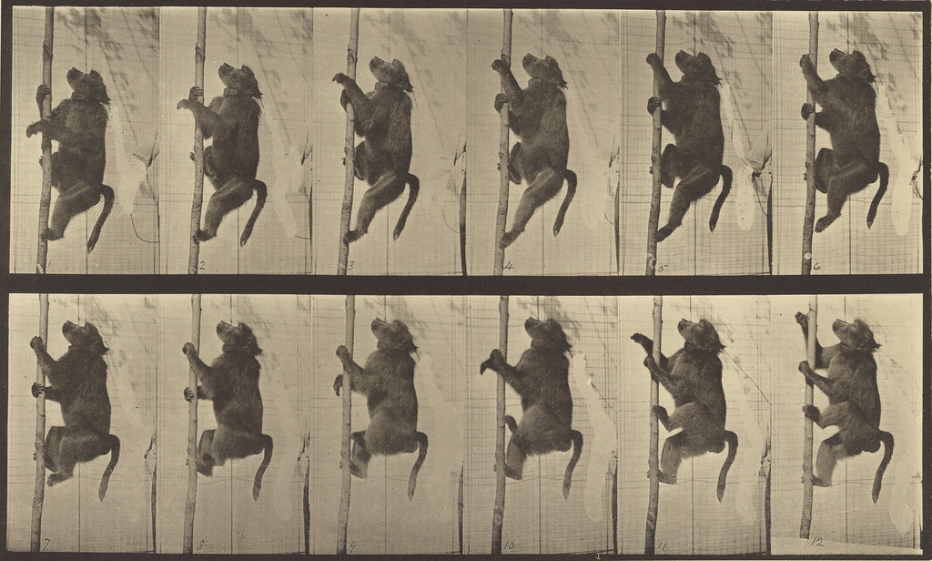 Eadweard J. Muybridge:Animal Locomotion, Poster Print Wall Art