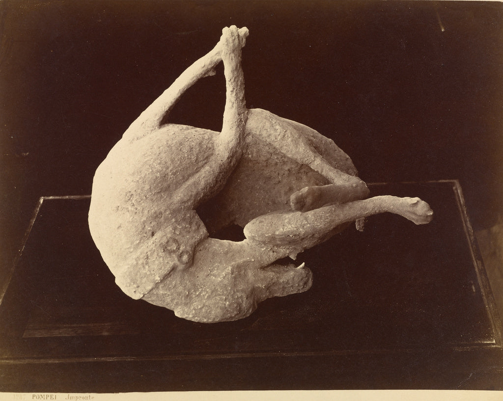 Giorgio Sommer:[Cast of a Dog Killed by the Eruption of Moun, Poster Print Wall Art