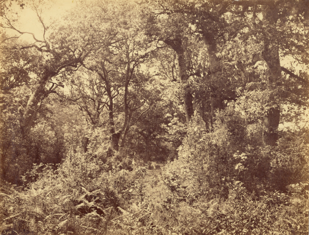 Eugène Cuvelier:Forest Scene, Poster Print Wall Art