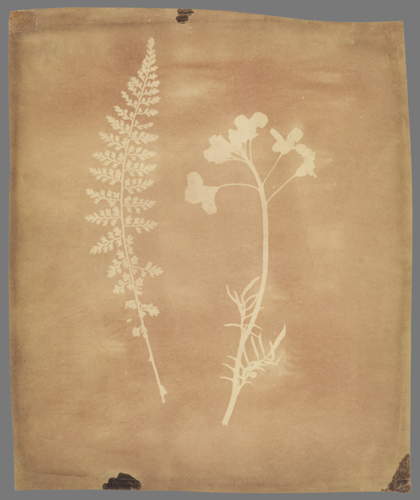 William Henry Fox Talbot:Asplenium Halleri, Grande Chartreus, Poster Print Wall Art