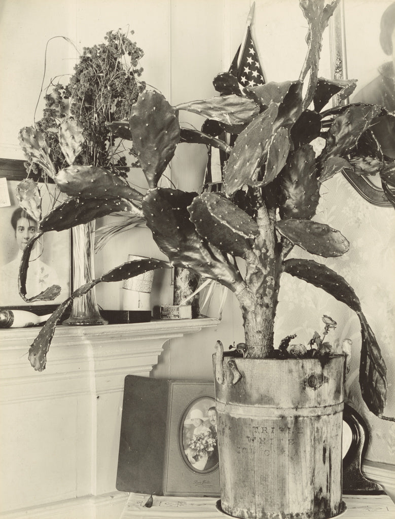 Walker Evans:The Cactus Plant/[Interior Detail of a Portugue, Poster Print Wall Art