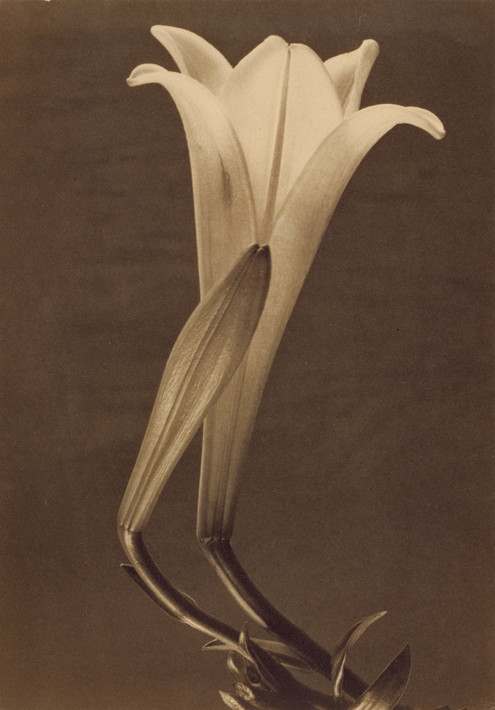 Tina Modotti:No. 1., Poster Print Wall Art