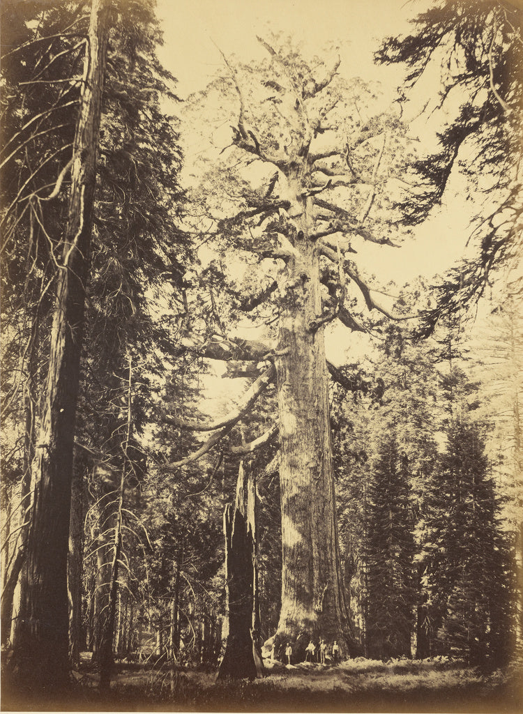 Carleton Watkins:Sequoia Gigantea - "Grizzly Giant" - Maripo, Poster Print Wall Art