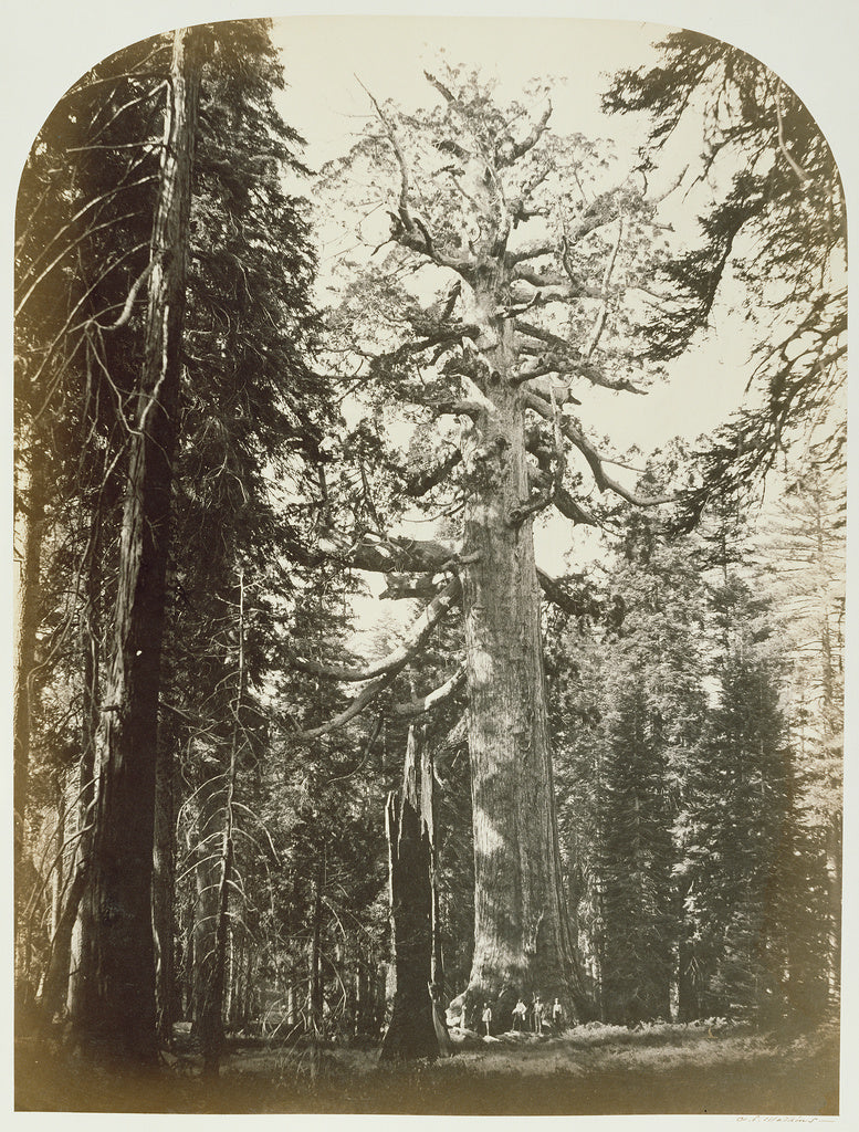 Carleton Watkins:Grizzly Giant Mariposa Grove - 33 ft. Diam., Poster Print Wall Art