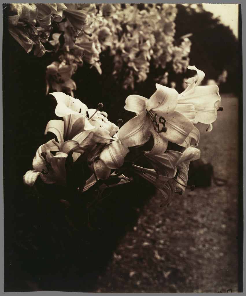 Eugène Atget:Lys (Lilies), Poster Print Wall Art