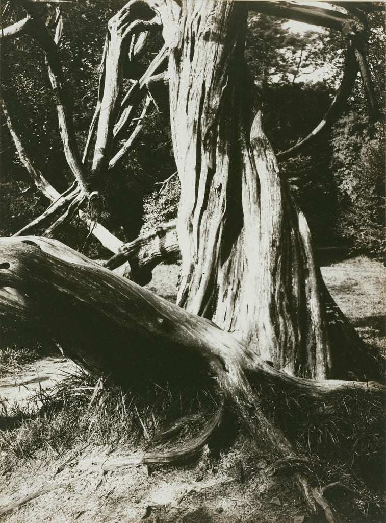 Eugène Atget:[Sapin, Trianon (Pine Tree Trunks at the Trian, Poster Print Wall Art