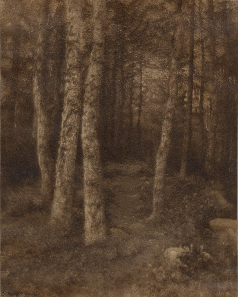 Rudolf Eickemeyer, Jr.:Forest Scene, Poster Print Wall Art