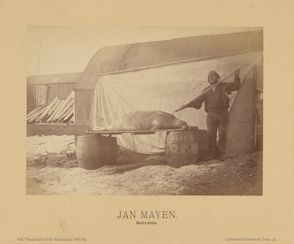 Richard Basso:Jan Mayen, Bartrobbe, Poster Print Wall Art