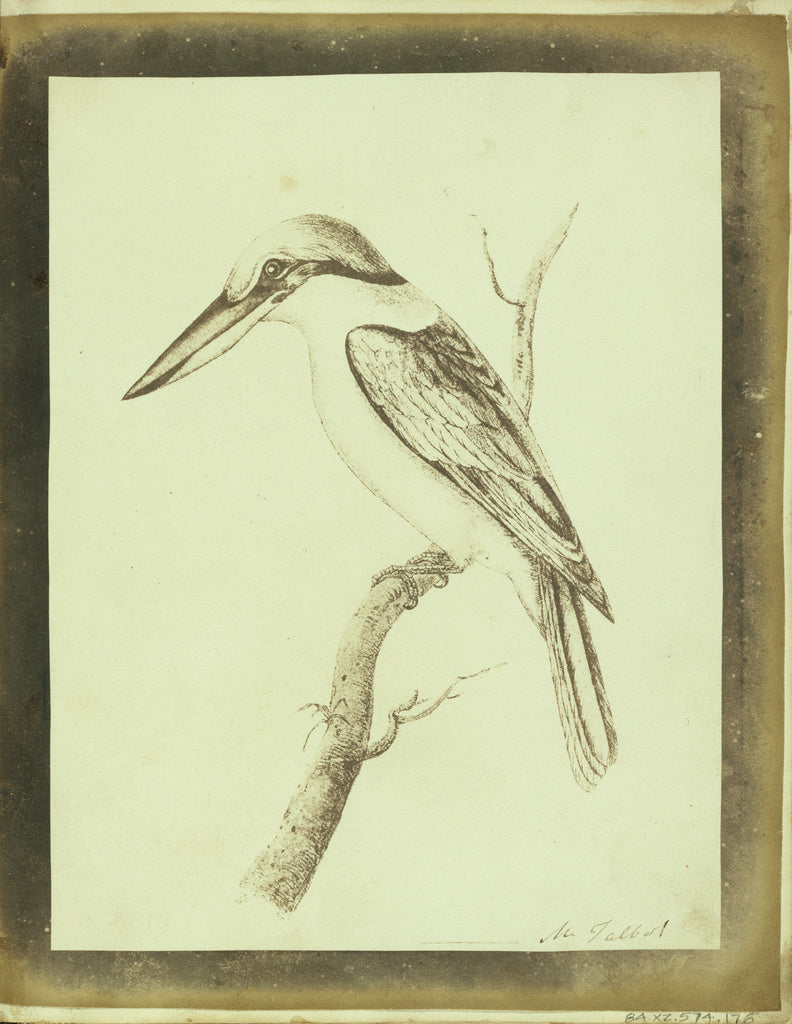 William Henry Fox Talbot:[Copy of a Swainson Lithographic Pr, Poster Print Wall Art