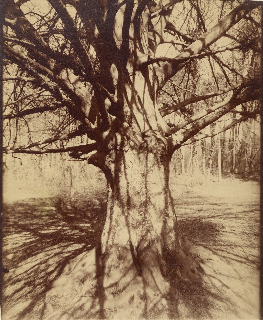Eugène Atget:Arbre (Garche) Hêtre, Poster Print Wall Art