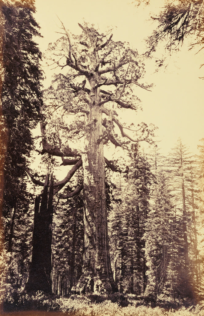 Carleton Watkins:The Grizzly Giant Mariposa Grove., Poster Print Wall Art
