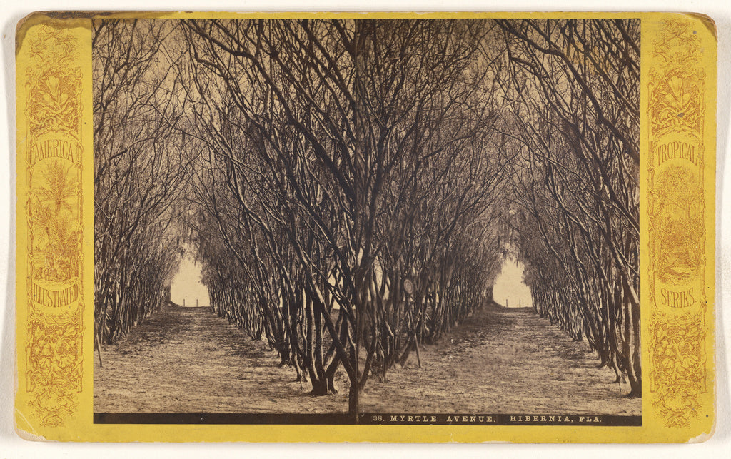 Unknown maker, American:Myrtle Avenue. Hibernia, Fla.,16x12"(A3)Poster