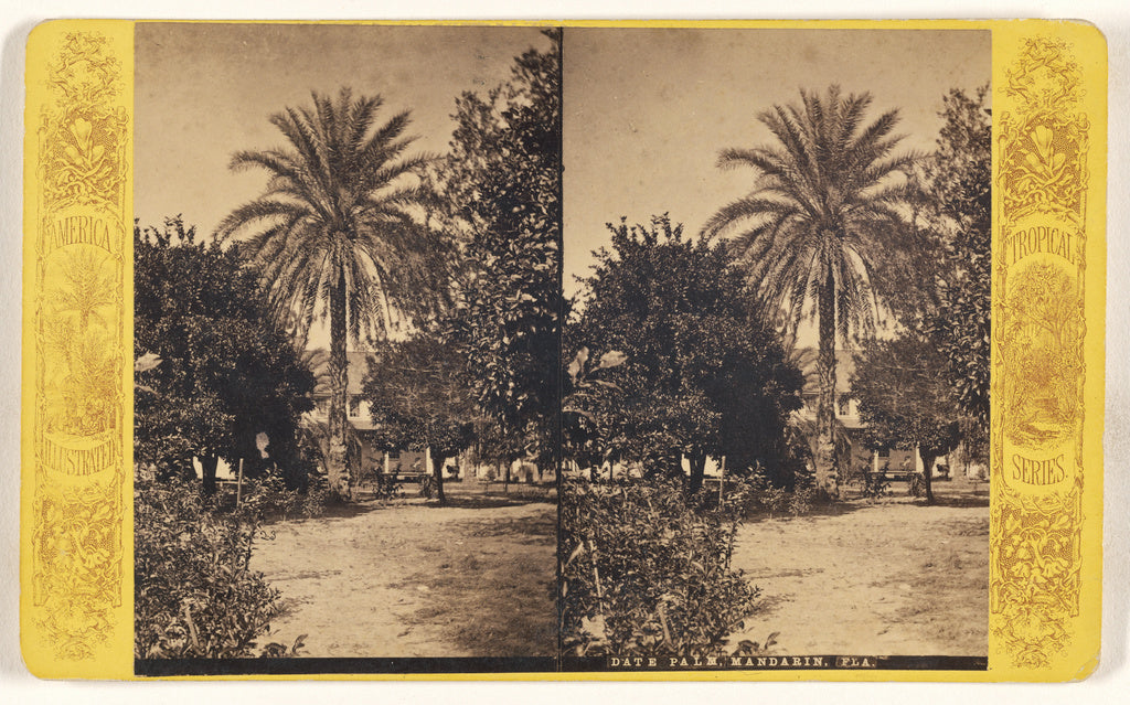 Unknown maker, American:Date Palm, Mandarin, Fla., Poster Print Wall Art