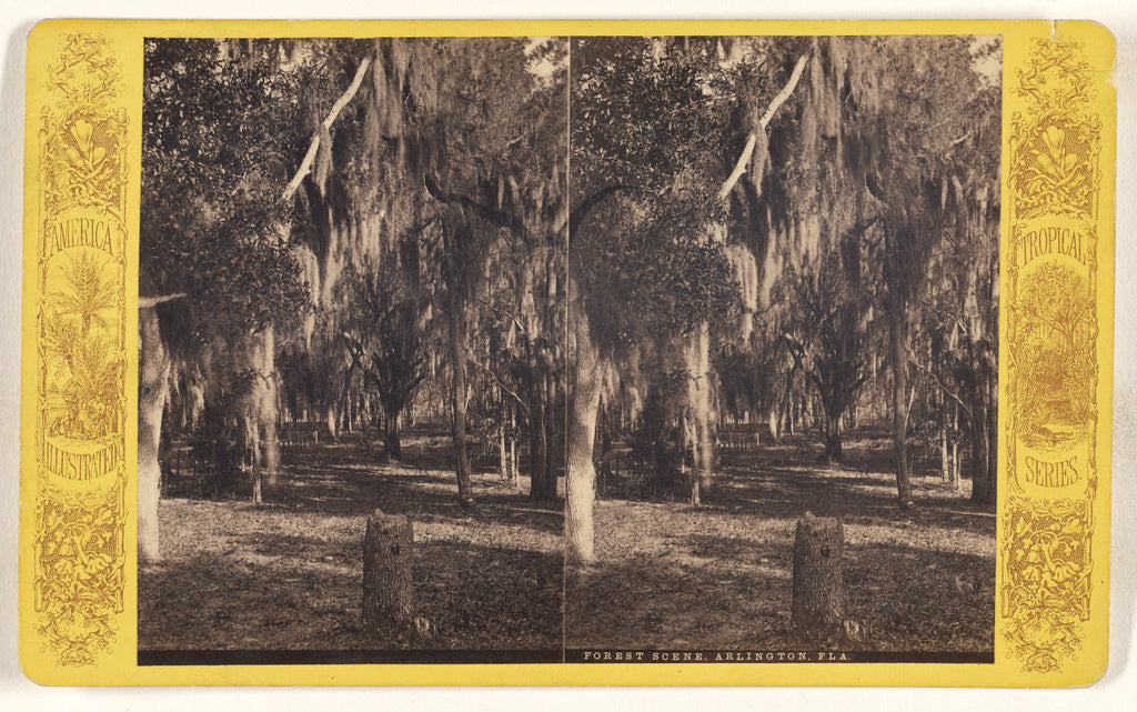 Unknown maker, American:Forest Scene, Arlington, Fla., Poster Print Wall Art