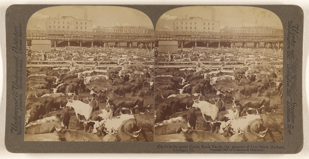 Underwood & Underwood:Cattle in the Great Union Stock Yards,, Poster Print Wall Art