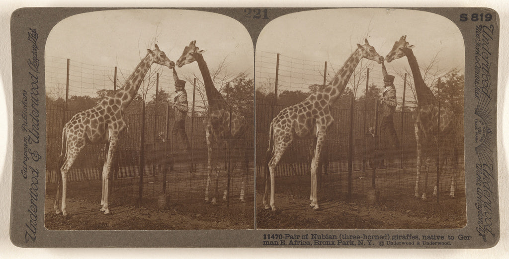 Underwood & Underwood:Pair of Nubian (three-horned) giraffes, Poster Print Wall Art