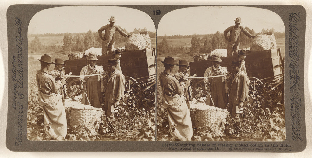 Underwood & Underwood:Weighing basket of freshly picked cott, Poster Print Wall Art