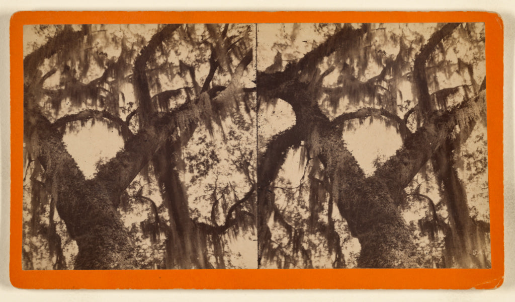 A.R. Launey & Rudolph H. Goebel:[Bonaventure. Spanish moss f, Poster Print Wall Art
