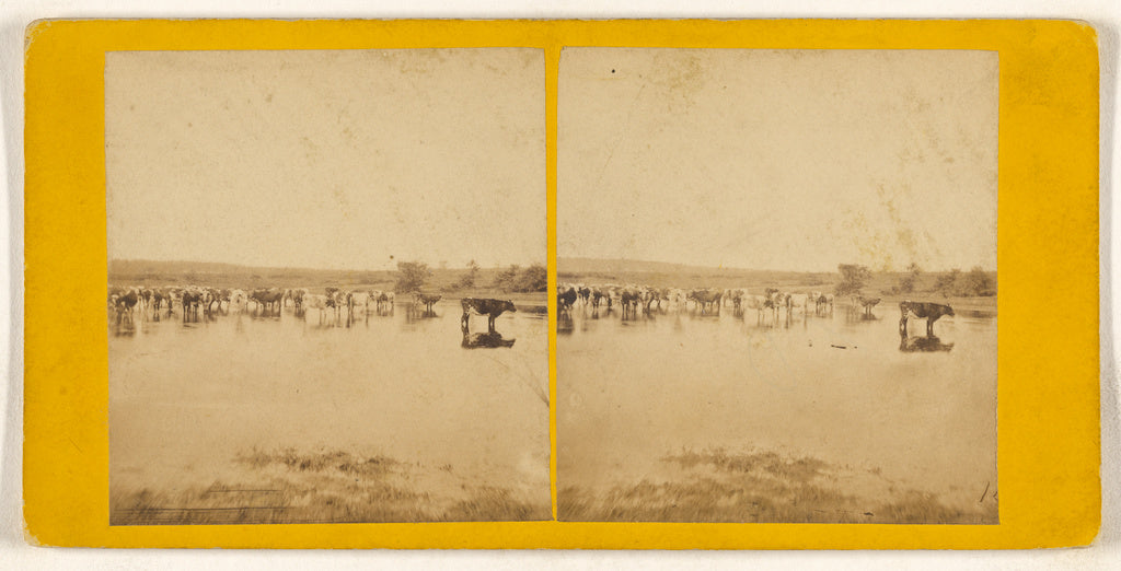 Unknown maker, British:Cattle Scenes., Poster Print Wall Art