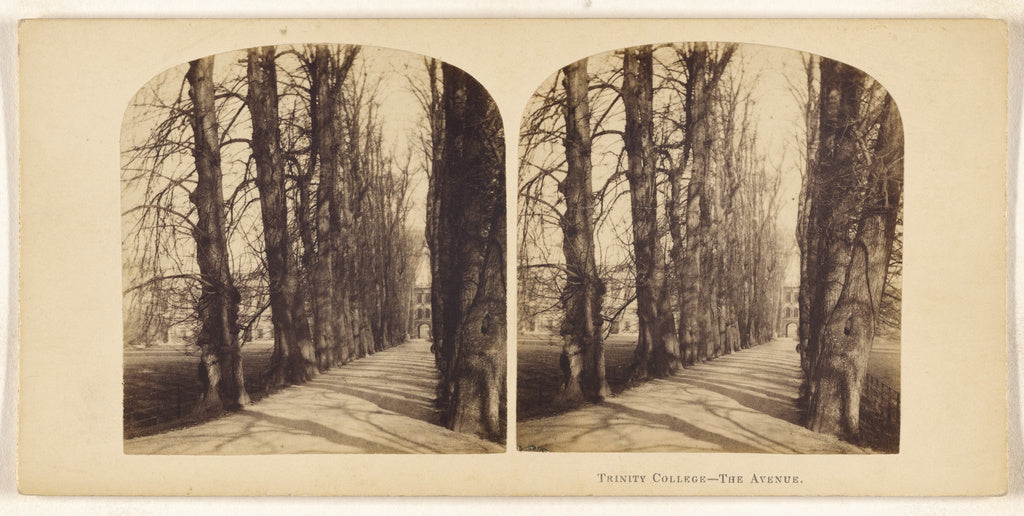 Unknown maker, British:Trinity College - The Avenue., Poster Print Wall Art